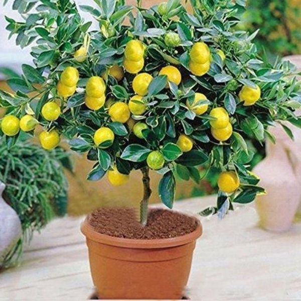 Organic Lemon Plant, For Fruits, Feature : Eco-friendly