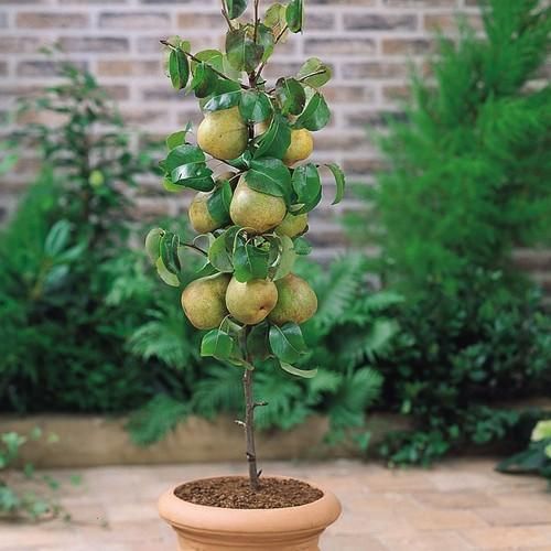 Pear Plant, for Garden, Color : Green