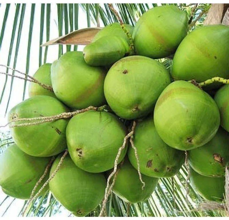 Organic Tender Coconut, for Freshness, Good Taste, Highly Nutritious Fat Free, Coconut Size : Large