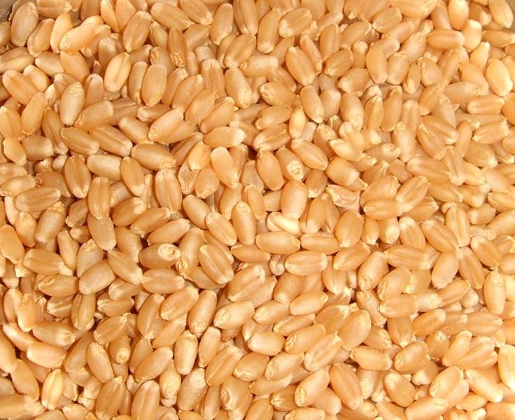 Organic Wheat Seeds, Feature : Hybrid, Healthy