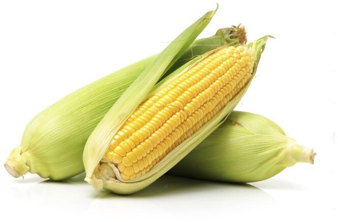 Organic yellow maize, for Animal Feed, Human Food, Making Popcorn, Packaging Type : Vacuum Pack