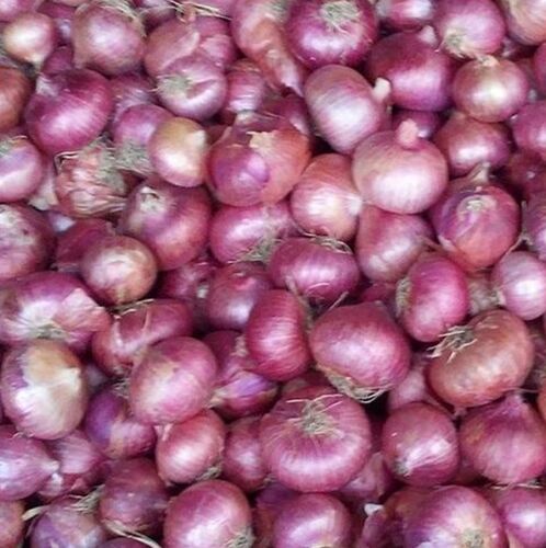 Fresh Rose Onion, Packaging Type : Jute Bags, Plastic Bags