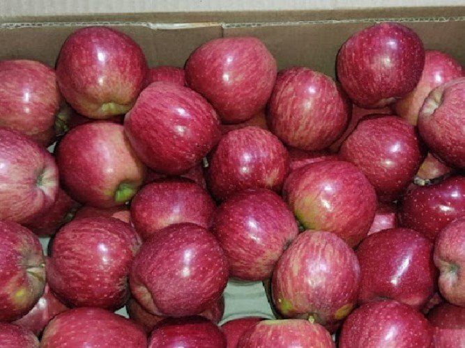 Himachali A Grade Himachal Apples, for Human Consumption, Packaging Size : 5kg, 10kg, 15kg, 20kg