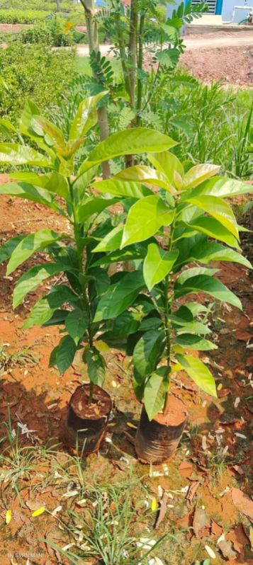 Green Organic Avocado Plant, for Plantation, Variety : Hass