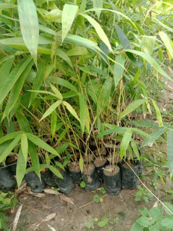 Organic Bambusa Balcoos Plant, for Farming, Color : Green