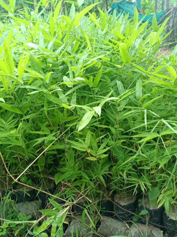Green Organic Dendrocalamus Sikkimensis Bamboo Plant, for Farming