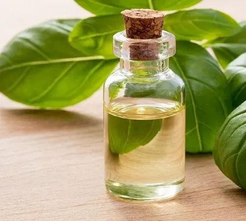 Liquid Organic Basil Oil, for Skin Care, Body Care, Certification : FSSAI Certified