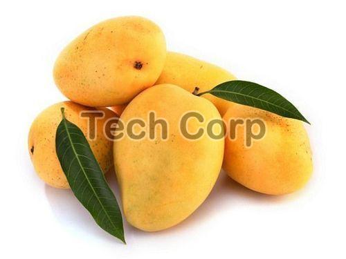Organic kesar mango, Shelf Life : 5-10Days