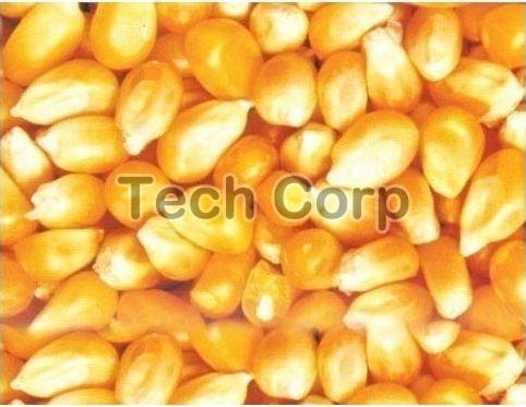 maize seeds