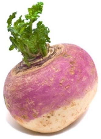 Organic Turnip, for Cooking