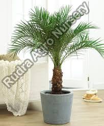Date Palm Plant, Color : Green