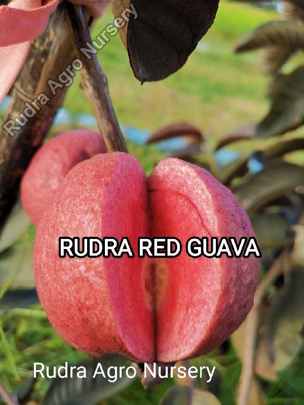 Organic Rudra Red Guava Plant, for Garden, Feature : Disease Free, Easy Storage, Fast Growth, High Yield