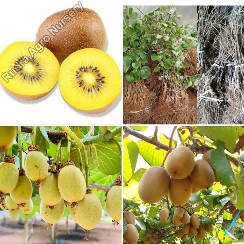 Yellow Golden Kiwi fruit plant