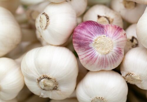 Organic fresh garlic, Packaging Type : Net Bags
