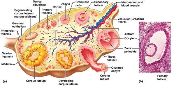 Follicular Study