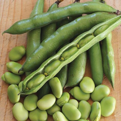 Organic Fresh Broad Beans, for Making Protein Powder, Color : Green