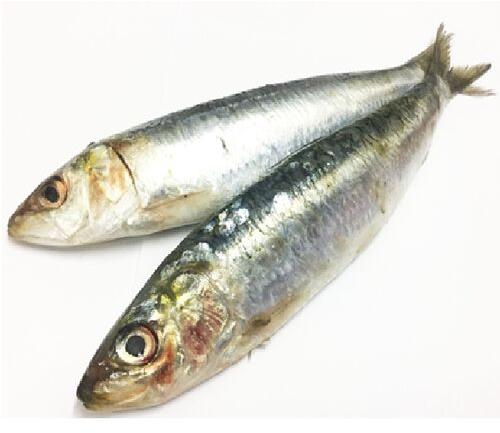 Fresh Oil Sardine Fish, for Human Consumption, Making Medicine, Feature : Good Protein, Non Harmful