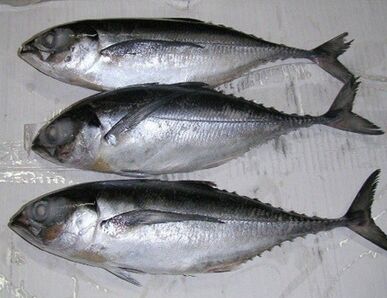 Frozen Horse Mackerel