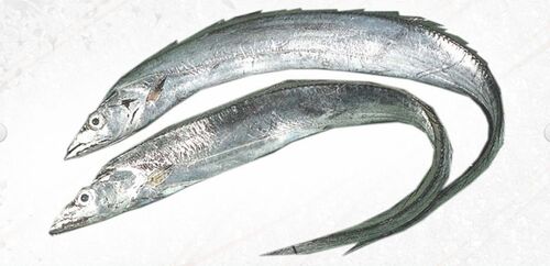 Frozen Ribbon Fish, for Cooking, Making Oil, Feature : Non Harmful