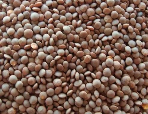 Indian Black Masoor Dal, Packaging Size : 10Kg