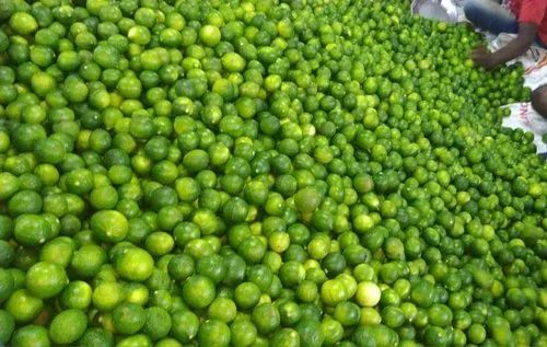 Organic Fresh Green Lemon, for Pickles, Fast Food, Drinks, Feature : Non Harmful, Natural Taste