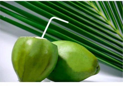 Natural Green Coconut, for Good Taste, Healthy, Packaging Type : Jute Bags