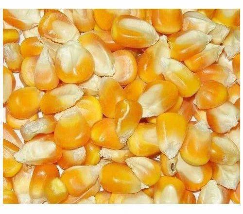 Yellow Maize Seeds, for Making Popcorn, Animal Food, Animal Feed, Human Consuption, Packaging Size : 25kg