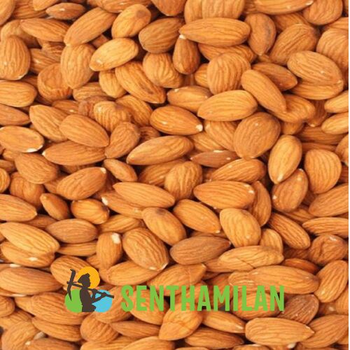 Senthamilan Common California Jumbo Almond, Style : Dried