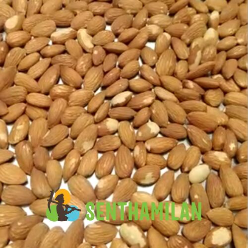 Senthamilan Common California Touch Almond, Style : Dried