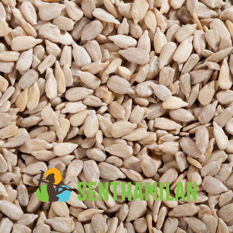 Natural Sunflower Seed
