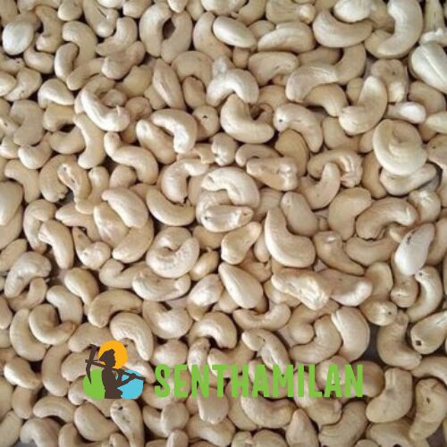 Senthamilan W320 Benin Cashew Nuts, Shelf Life : 12 Months