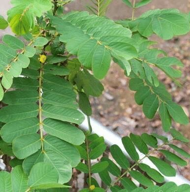 Cassia Alata Leaves