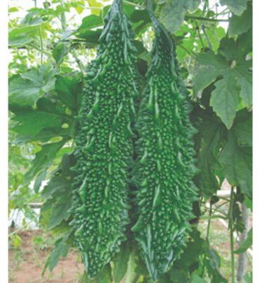 F1 Ruchi Bitter Gourd Seeds, for Seedlings, Color : Brown