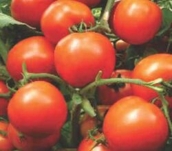 F1 Sartaj 2255 Tomato Seeds, Packaging Type : Plastic Packet