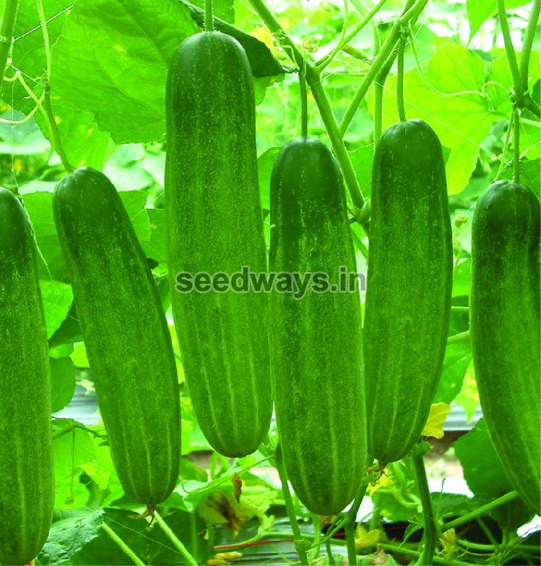 F1 Mukhiya 444 Cucumber Seeds