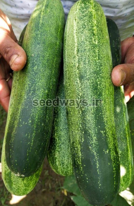 F1 Paras Cucumber Seeds