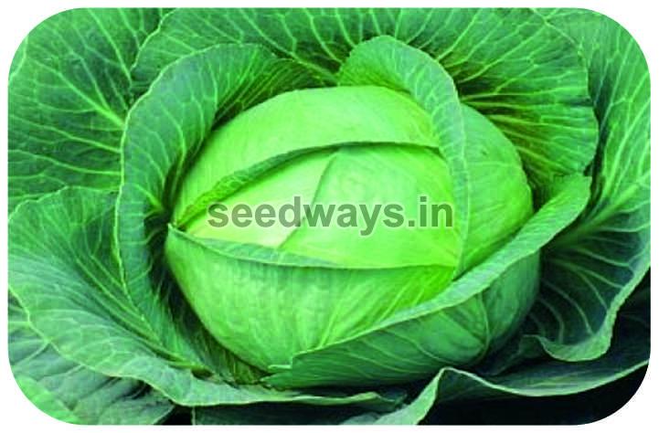 F1 Rajni Cabbage Seeds