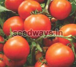 F1 Sartaj 2255 Tomato Seeds