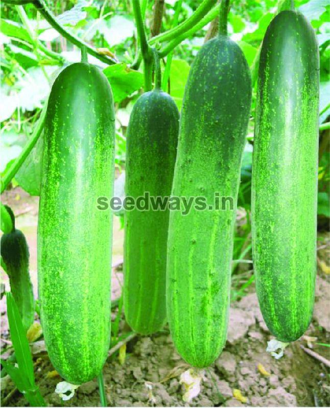 F1 Shabnam 111 Cucumber Seeds