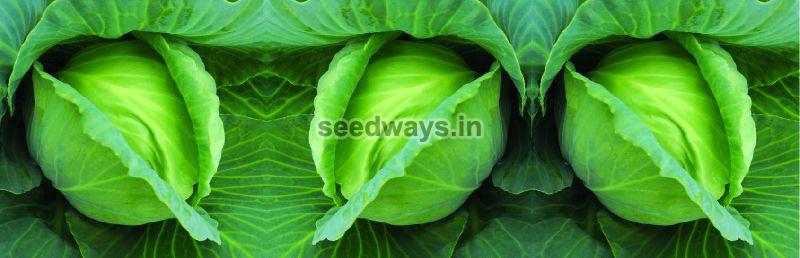 Imported Golden Acre Cabbage Seeds