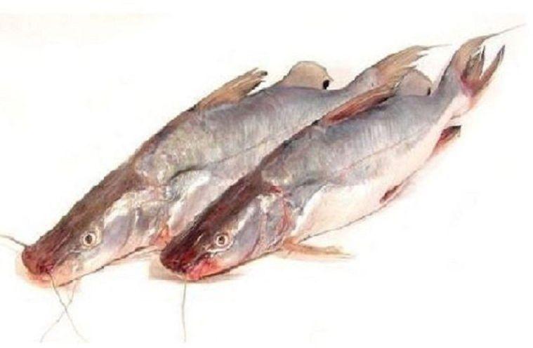 Singhara Fish, for Cooking, Making Medicine, Style : Fresh