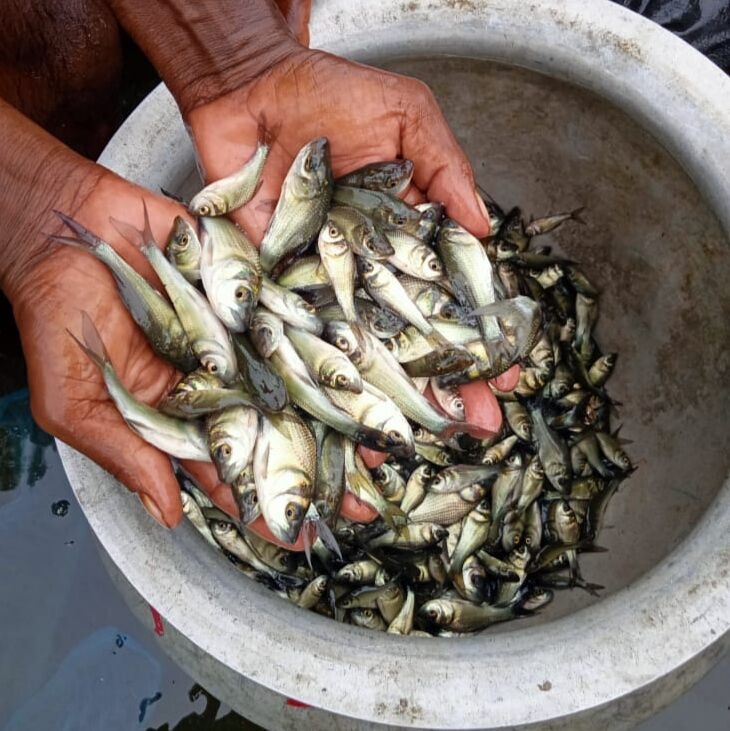 Catla Fish Seeds, Feature : High In Protein, Longer Shelf Life