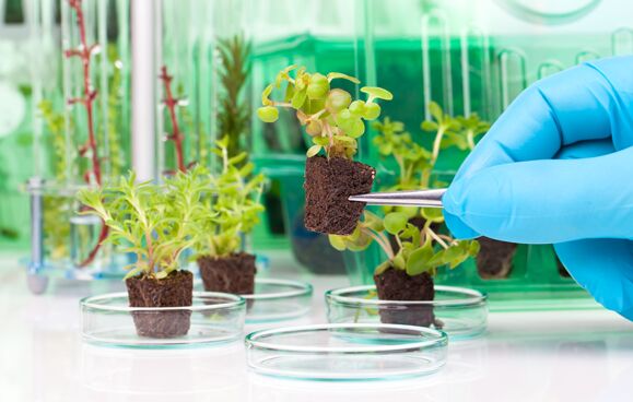 Plant Tissue Culture Media