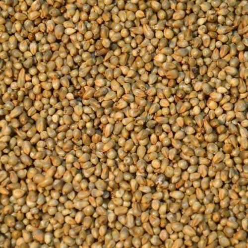 Light Green Fine Processed Organic Bajra Seeds, for Cooking, Feature : Natural Taste