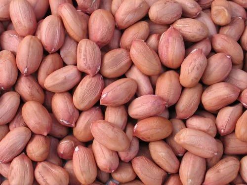 White Organic Groundnut Seeds, for Food, Style : Raw