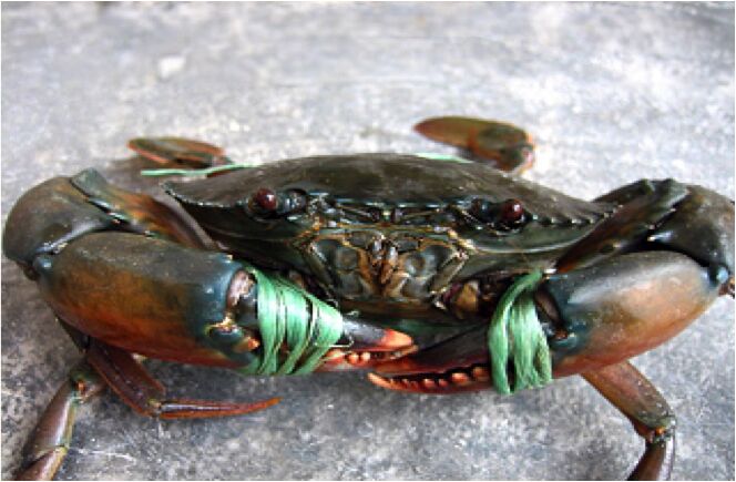 Frozen Mud Crab