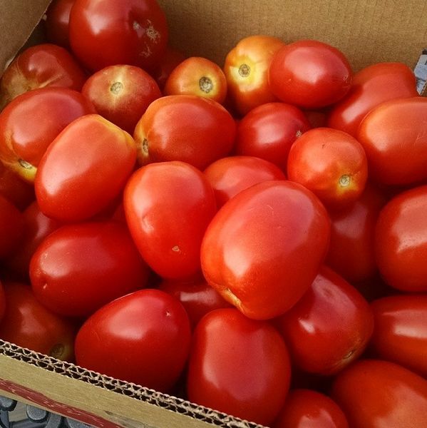 Fresh tomato, Packaging Size : 5-20kg