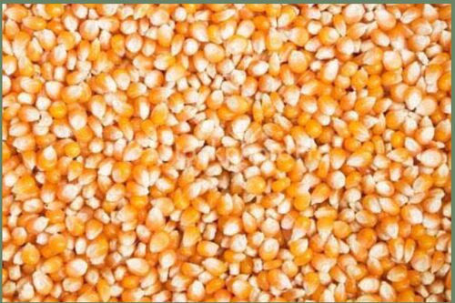 Organic Yellow Maize Seeds, Style : Dried