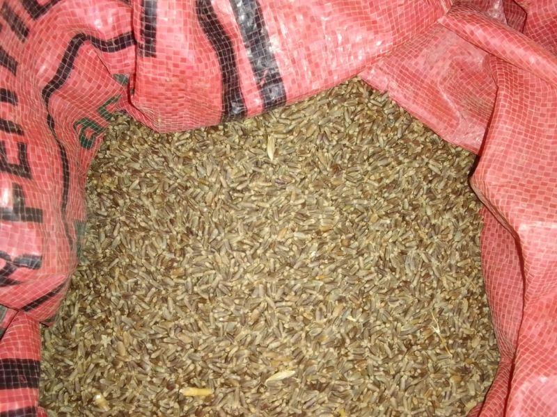Black wheat seed, Packaging Size : 60 kg