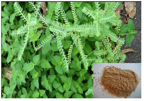 Powder Common Phyllanthus Extract, for Antihepatotoxic, Packaging Type : Bag, Bags, Box, Bulk, Drum